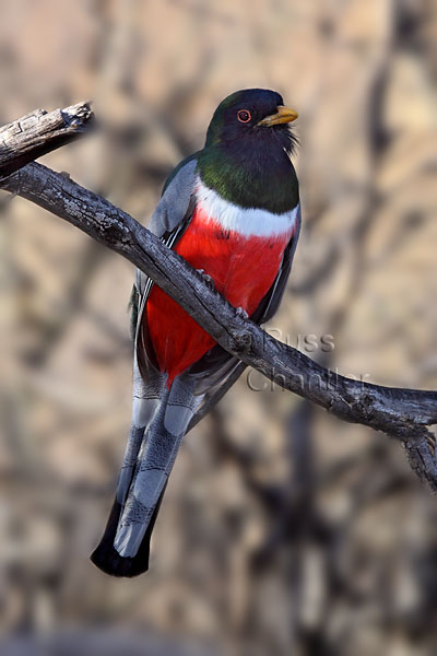 Elegant Trogon © Russ Chantler